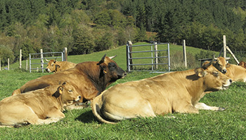 Landako errota baserria